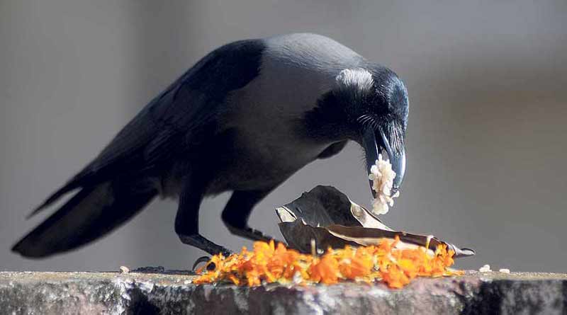 Nepal: locals celebrate Kaag-tihar