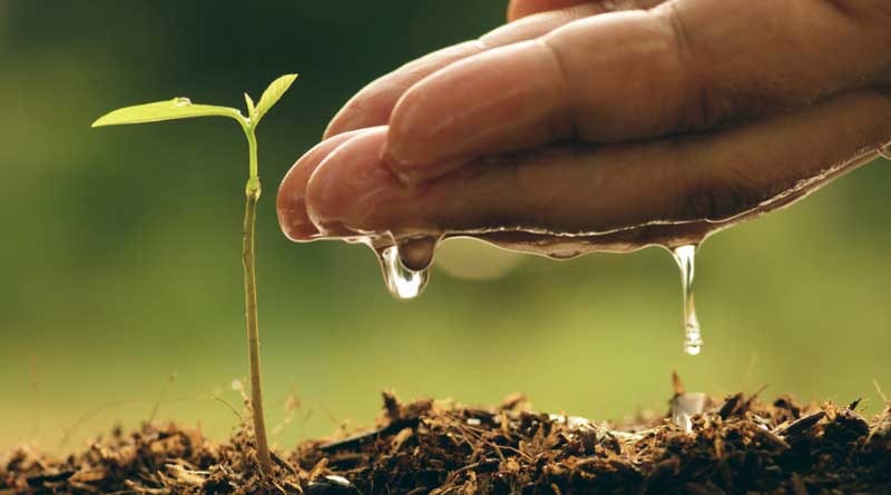 This Teacher encourage to Plant sapling