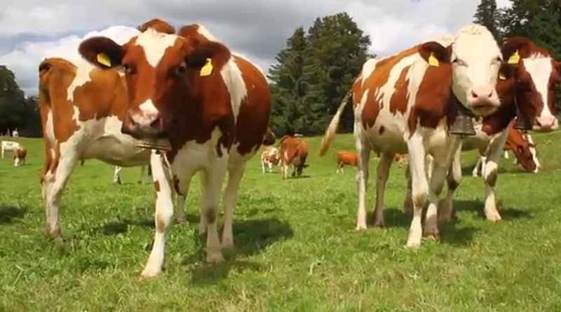 Vote in Switzerland over Cow horn