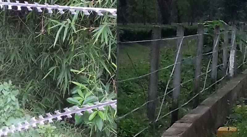 Blade fencing around tea garden 