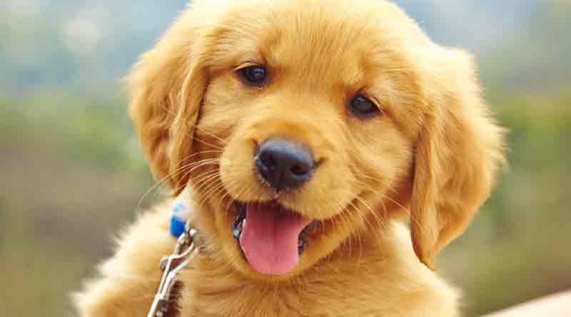 Dog jumps from high rise after seeing mistress's deadbody in Uttarpradesh