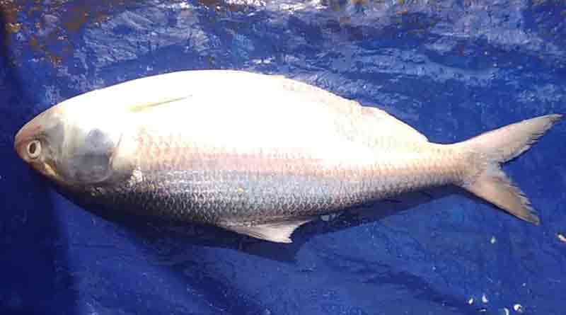 Hilsa sold at rs. 3750 on Bhai Dooj
