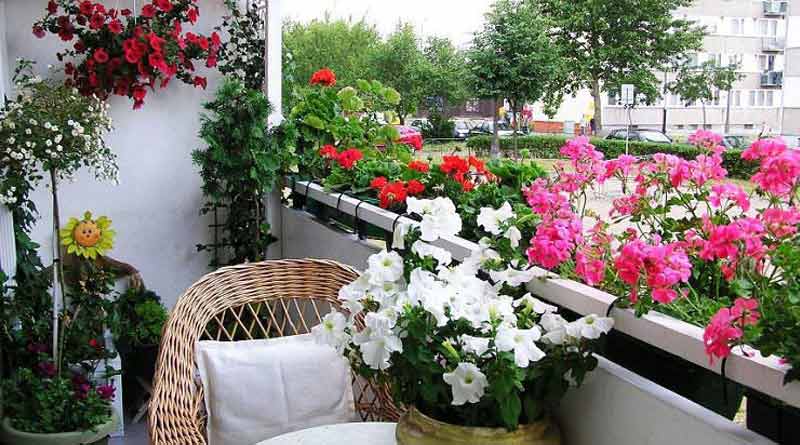 plants will bring prosperity and luck
