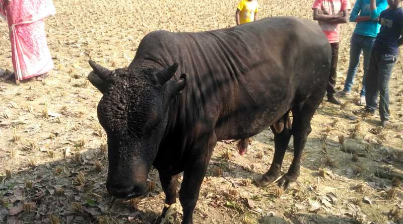 Cow set ablaze in Gaighata