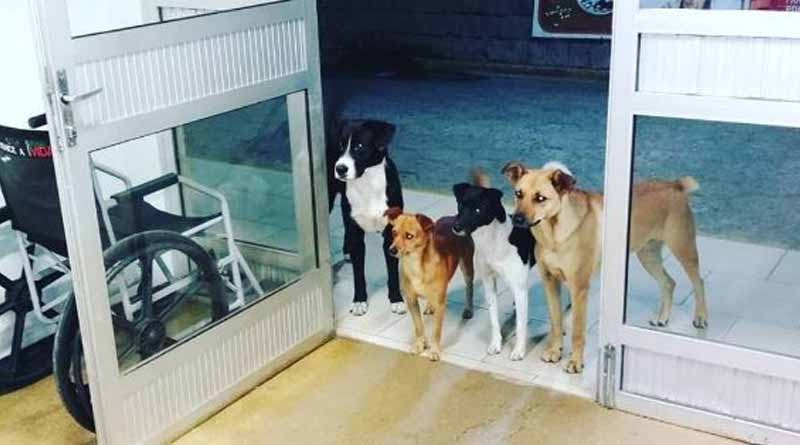 Dogs wait at hospital for ailing man