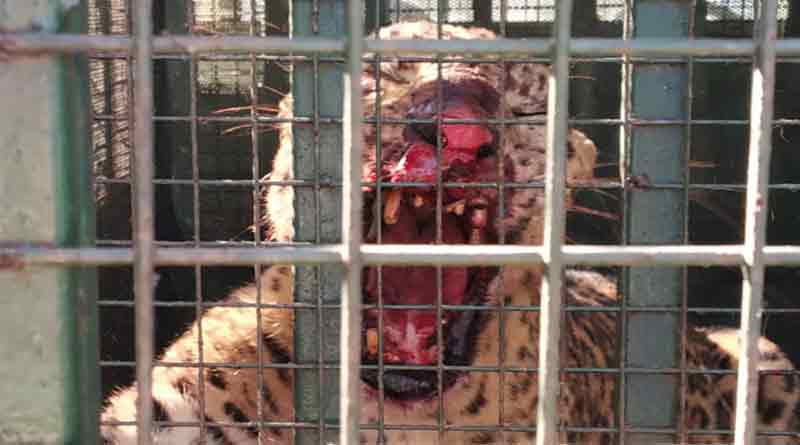 Leopard captured in Madarihat