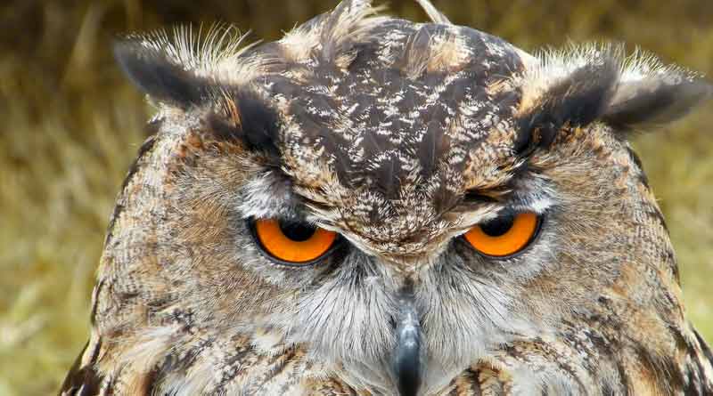 Owls disappearing from Karnataka