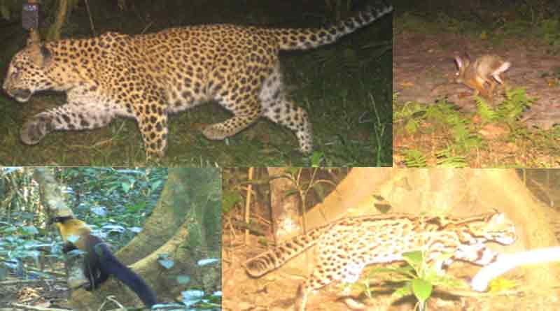 Rare species captured at Jaldapara
