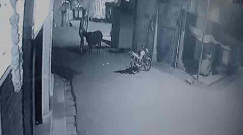 Cow saves calf from thieves 