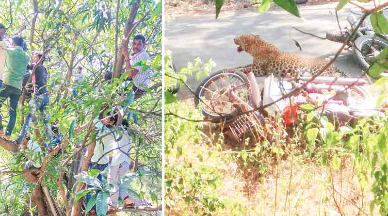 Leopard attacks locals in Maharashtra