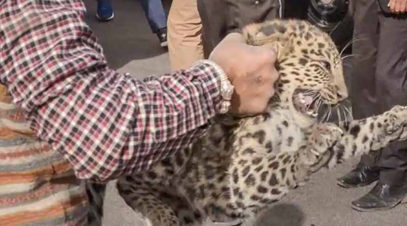Leopard cub killed in Maharashtra