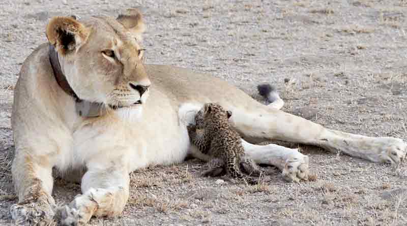 Lioness feeds leopard cub 