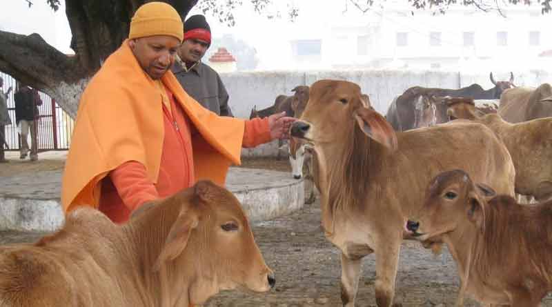 UP Govt. to introduce Gau Kalyan SES