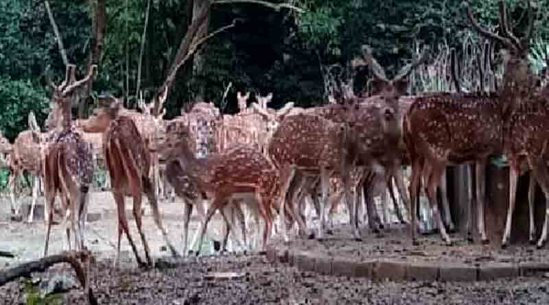 Visit Bethuadahari Wildlife Sanctuary