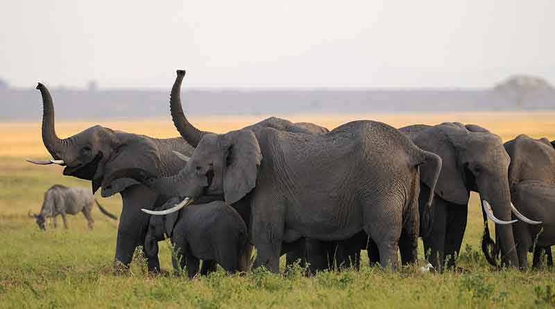 A woman allegedly killed by the attacked of elephat in Jhargram