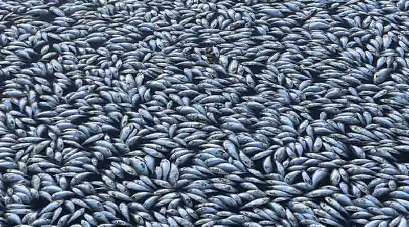 Fishes dead on the side of river