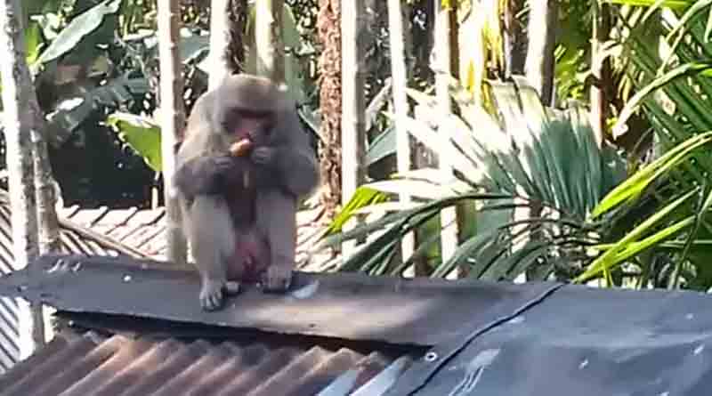 Monkey eats pitha in Jalpaiguri