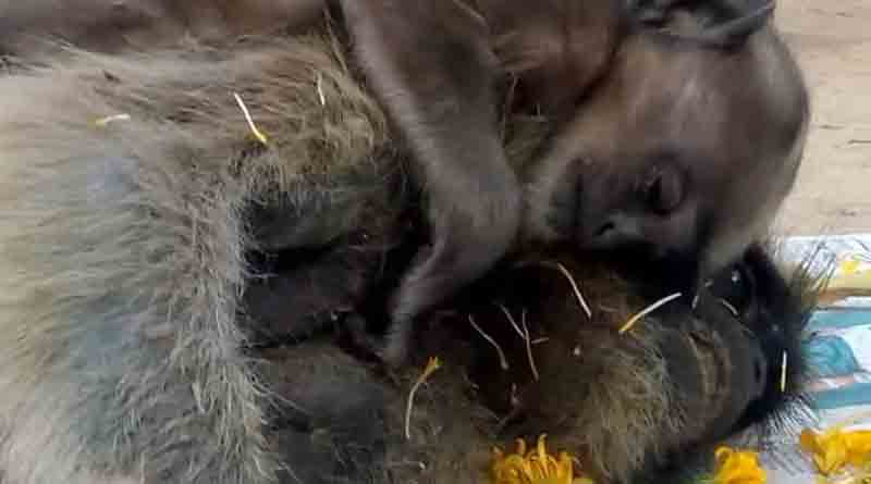 People get emotional for monkey in Katwa