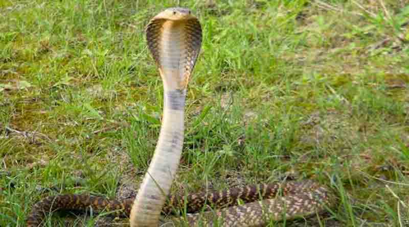 Snake in Jalpaiguri school
