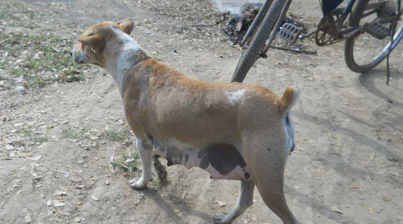 Kharagpur Dog who was injured by fire cracker prank bought to Kolkata for treatment | Sangbad Pratidin