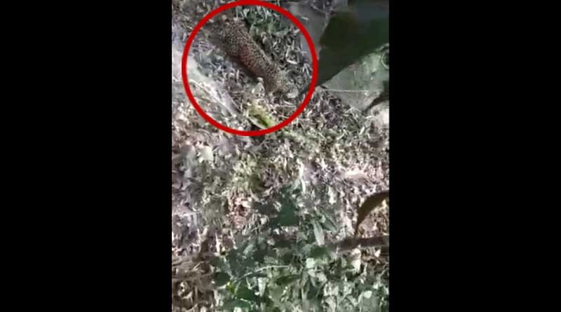 Leopard killed in Alipurduar