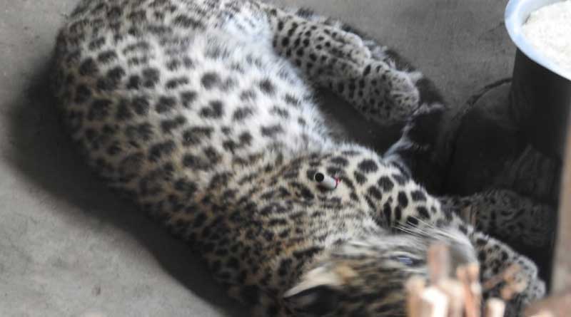Youth held for trying to sale leopard skin 
