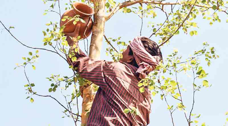 Alternative nest for bird