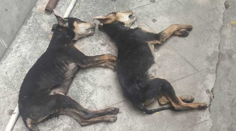 Attempt to kill Dogs in Asansol