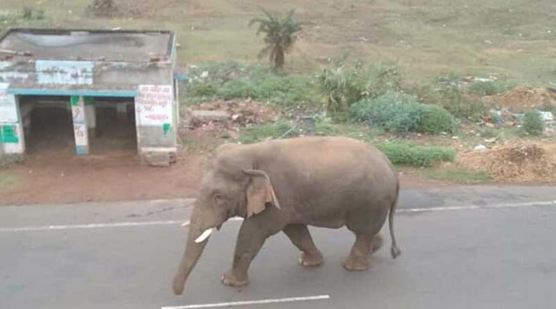 Labour gets life from elephants in Malbajar