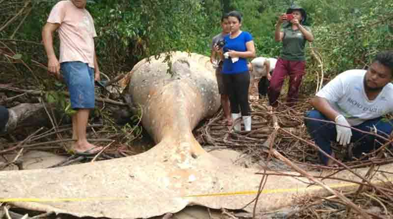 Humpback deadbody in Amazon forest