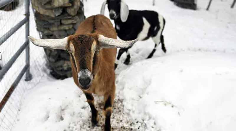 Town elects goat as mayor