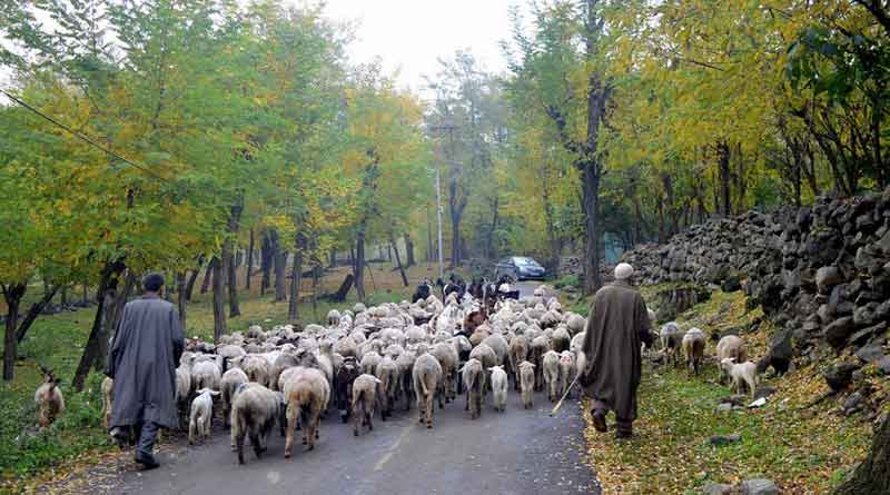 Read how RDX reached Pulwama