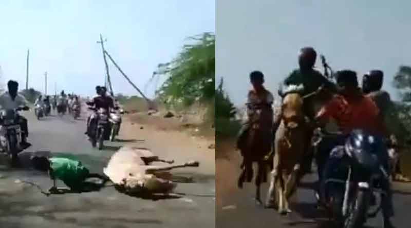 9-year-old boy falls from horse but climbs back, wins race