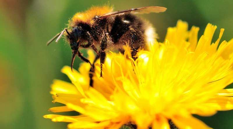 Hoverbees are in danger in Britain which help poliination naturally