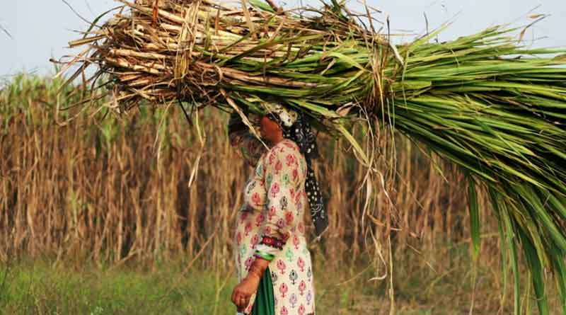 Women are forced to get their wombs removed to work as cane cutters