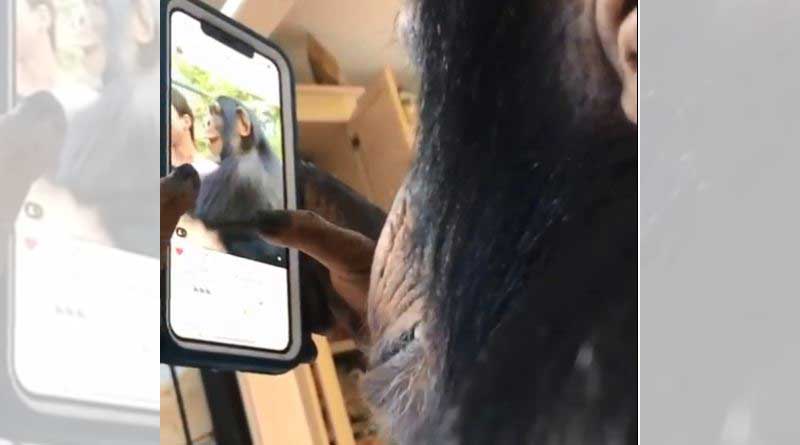 Chimpanzee uses instagram like a pro, video goes viral
