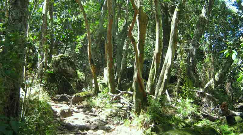 forest