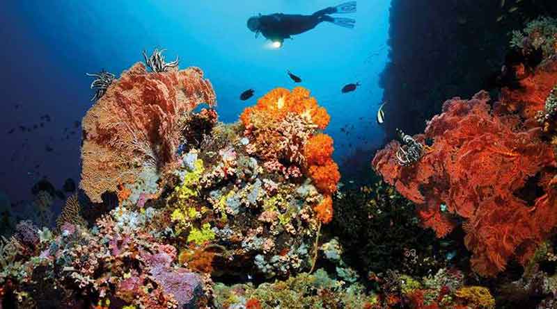 Corals in Great Barrier Reef is in great danger as it declines 90%