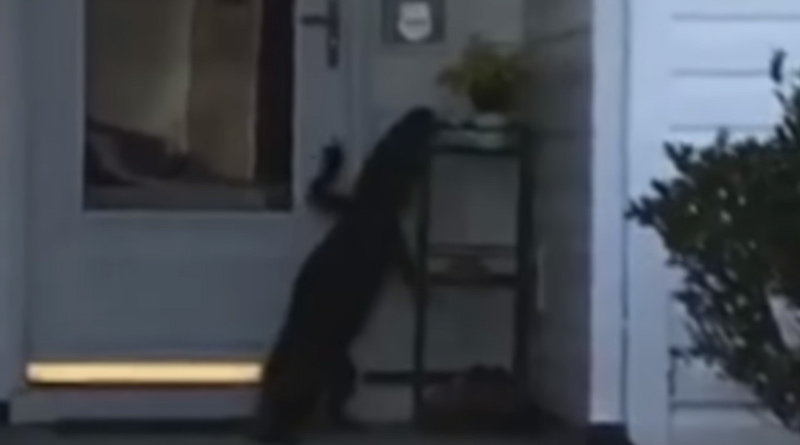 Woman finds an alligator trying to ring her doorbell