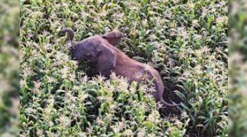Elephant tramples elderly woman to death at Madarihat