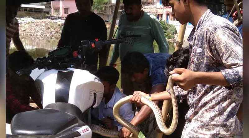 Katwa: Snake hides inside a motor bike, later rescued