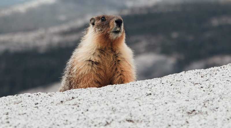 Mongolian couple dies after eating squirrel, sparks plague