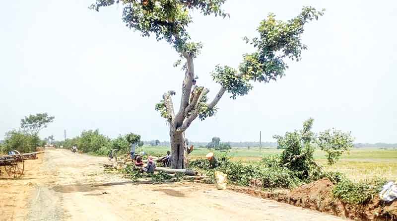 Hundreds of trees axed for road expansion at East Burdwan