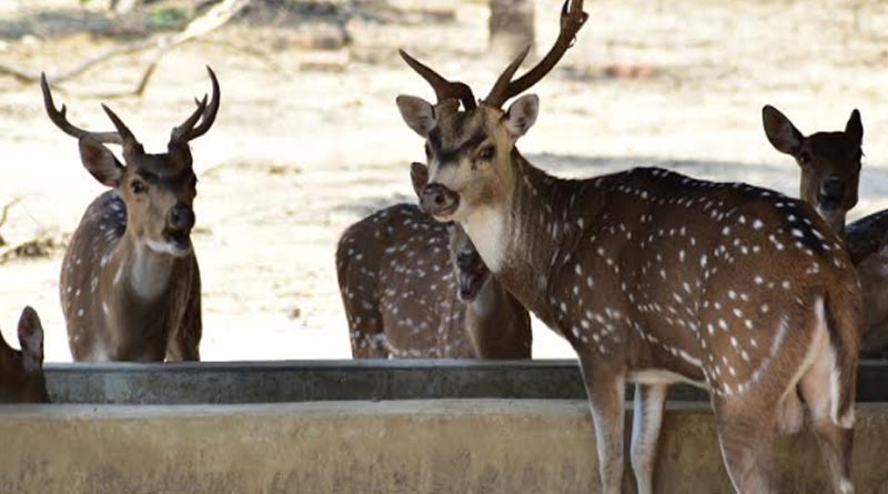 Diet change, glucose helps zoo animals to stay cool