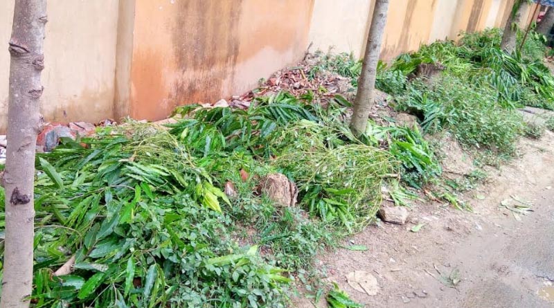 Cannabis cultivation at Bongaon hospital, authority take initiative against it