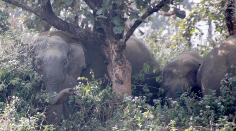 Forest department arranges a meeting for elephants shelter