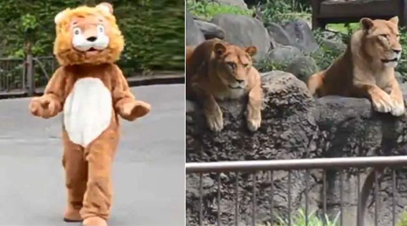 A viral video shows zoo lions and their unimpressed reaction