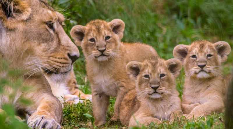 Lion and tiger cubs are now available in online shopping site!