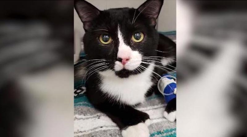 Cat gets stuck in washing machine for 35-minute cycle