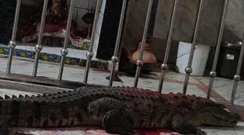 Crocodile enters Gujrat temple, gets worshiped by locals